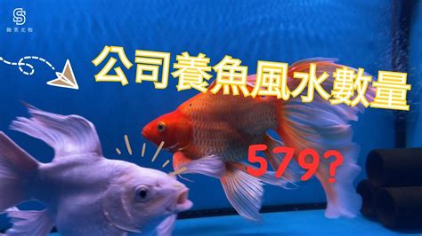 養金魚風水|養魚：養金魚的數量不同，代表風水也不同！